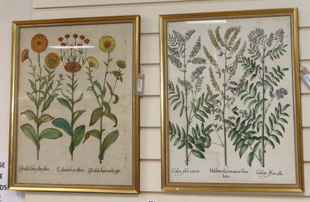 Besler (Basilius), Melilotus Germanica Flore Luteo, etc., a botanical engraving [from Hortus Eystettensis, 1613 or later], 50 x 40cm